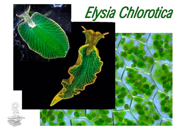 Elysia chlorotica articulo portada