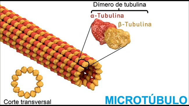 microtubulos