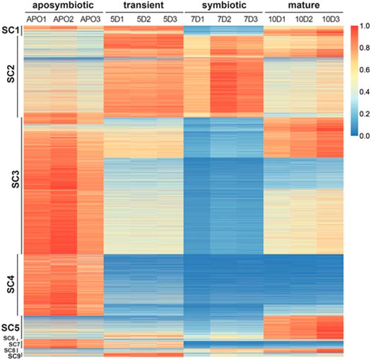 Figura 1 analisis estudio fases Elysia chlorotica