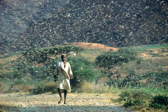 plaga langostas cuerno de africa