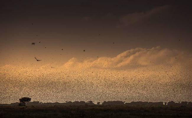 nube plaga de langostas