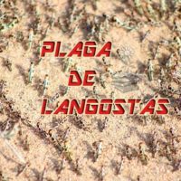 plaga de langostas portada