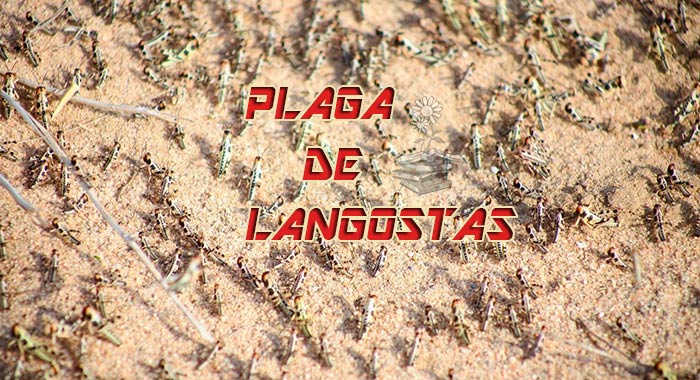 plaga de langostas portada