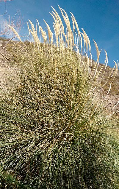 Cortaderia Selloana