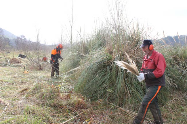 eliminacion de Cortaderia selloana en Cantabria