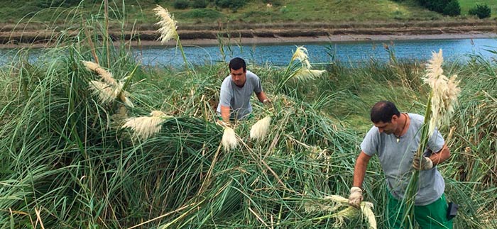 Cortaderia selloana en Cantabria portada