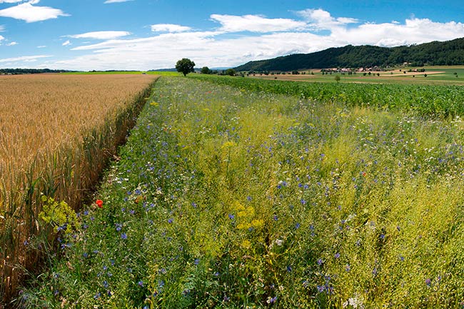 bandas de flores silvestres para disminuir el usos de pesticidas en Reino Unido