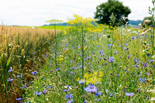 flores silvestres para disminuir el uso de pesticidas