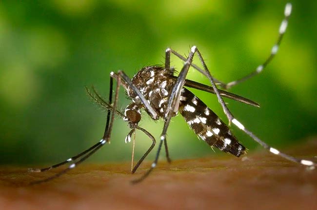 cambio climatico y mosquito tigre transmisor de virus