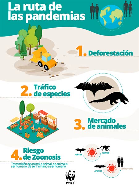 destruccion de la naturaleza es responsable del Covid19