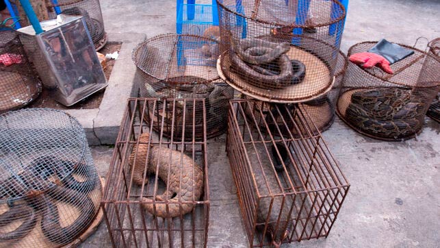 mercado humedo de animales