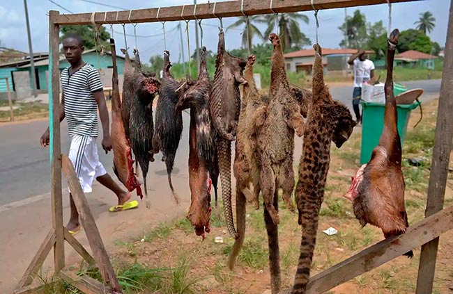 trafico ilegal de animales