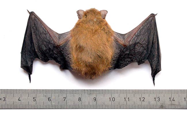 murcielago comun Pipistrellus pipistrellus 