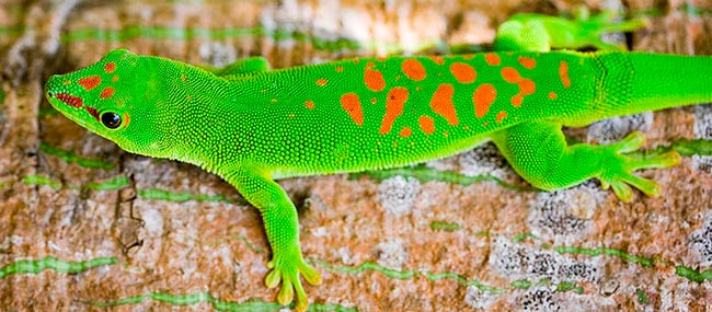 Biodiversidad lagartija verde y roja