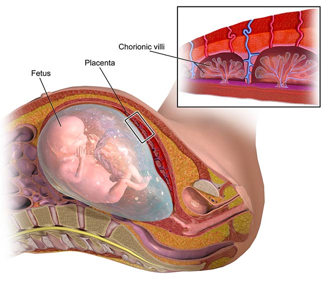 barrera placentaria 