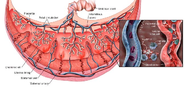 placenta y virus Zika y Dengue