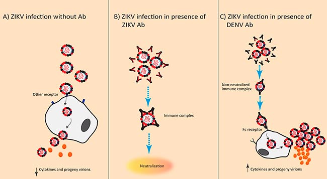 ADE anticuerpos del virus del Dengue en en virus Zika