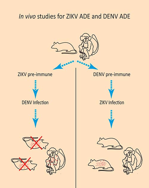 estudios ADE virus Zika y virus Dengue raton y macaco