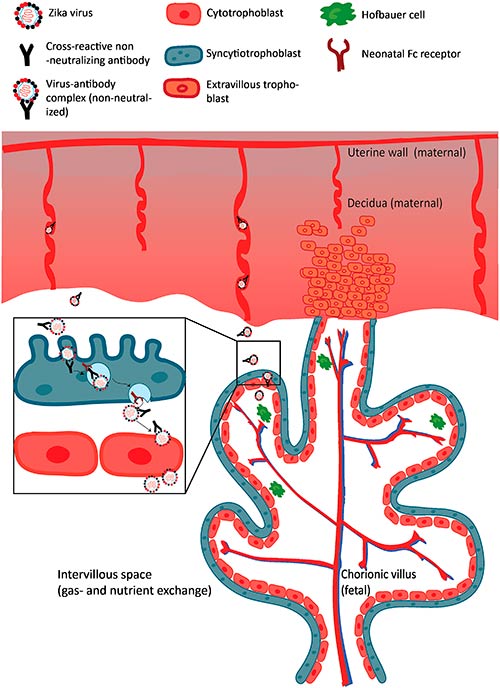 transcitosis flavivirus a traves de placenta