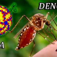 anticuperos del virus del Dengue con reaccion cruzada en virus Zika