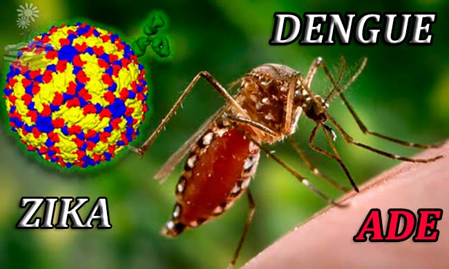 Efecto anticuerpos del virus del Dengue con reacción cruzada en el virus Zika