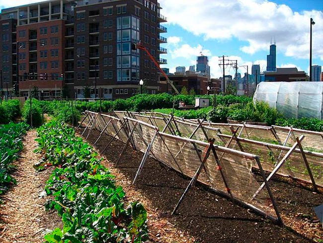 huerto urbano en Chicago