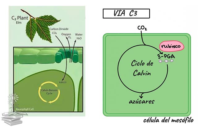 plantas C3