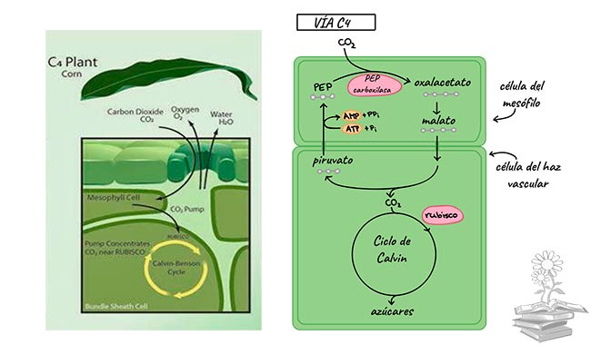 plantas C4