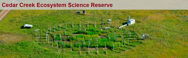 estudio cientifico plantas C3 vs C4 frente al CO2 elevado 