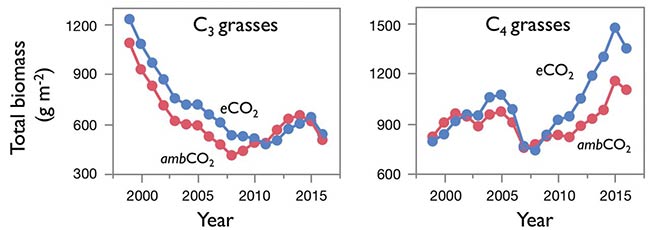 graficas respuestas plantas C3 vs C4 frente al CO2 elevado 