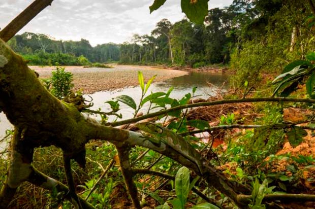 bosque tropical area protegida