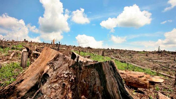 un tercio de las areas protegidas del mundo estan deterioradas portada