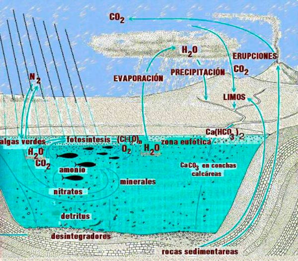 ciclos biogeoquimicos pdf