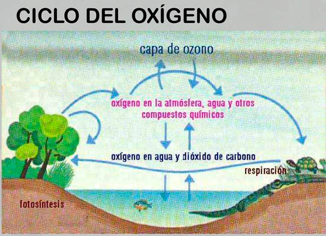 ciclo biogeoquimico del oxigeno