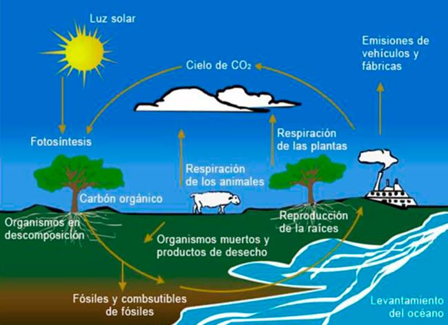 ciclo del carbono