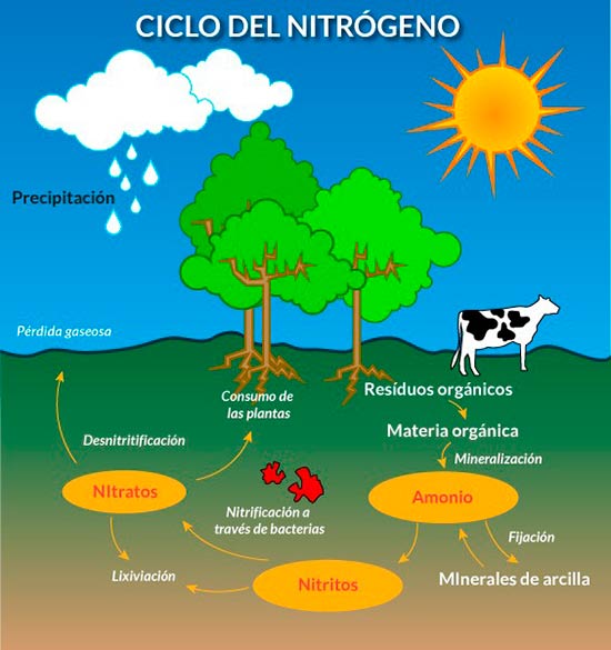 ciclo del nitrogeno