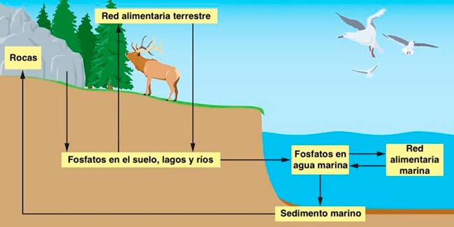 ciclo biogeoquimico del fosforo