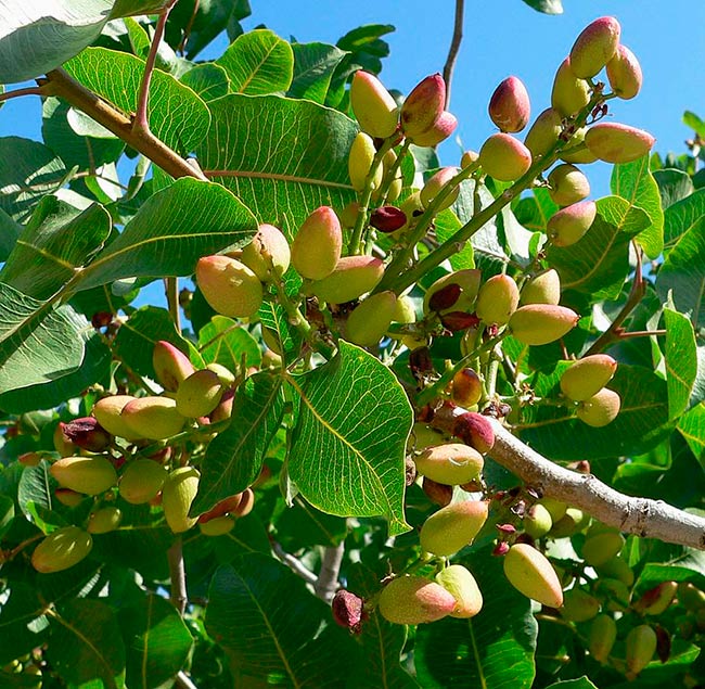 detalle pistachos arbol