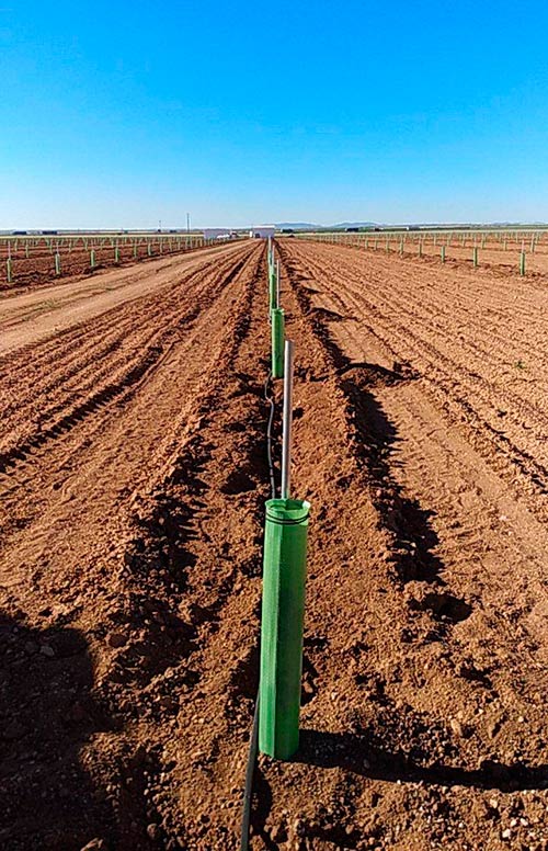 plantar pistachos en campo con tutor