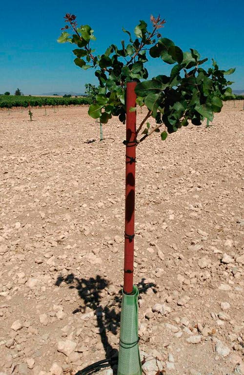 plantacion de pistacho