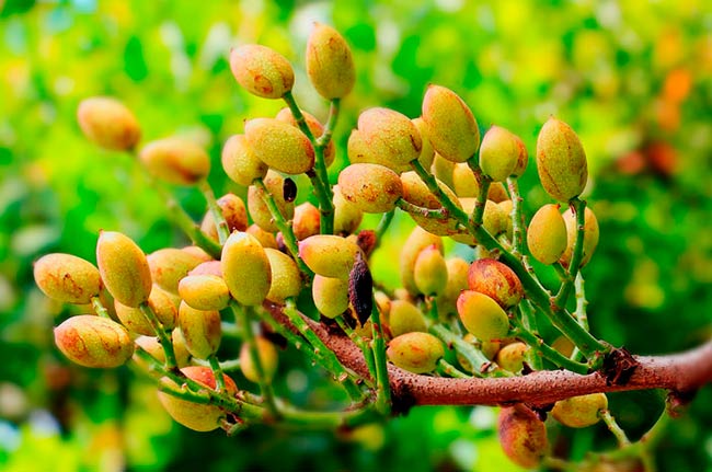 frutos pistachero