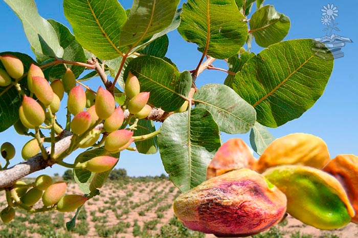 Pistachos: propiedades, beneficios y cómo plantar pistachos