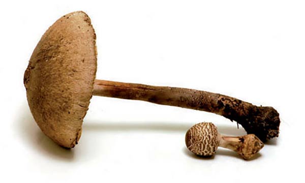 seta comestible macrolepiota parasol