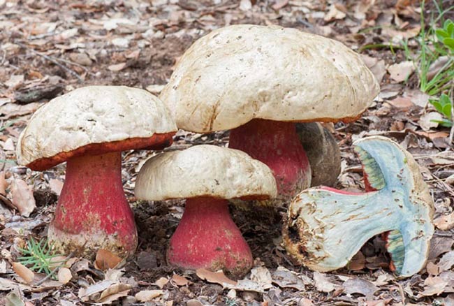 boletus satanas