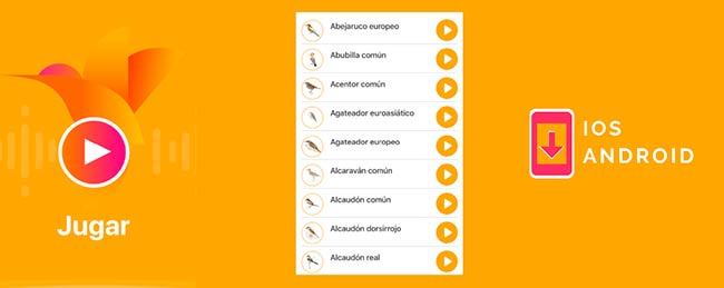 app Avefy juego