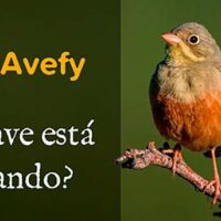 Avefy portada