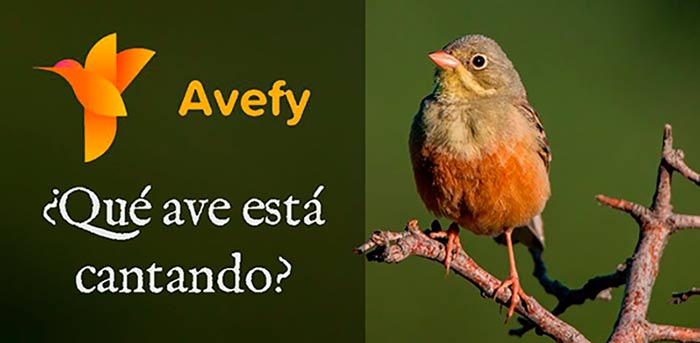 Avefy portada