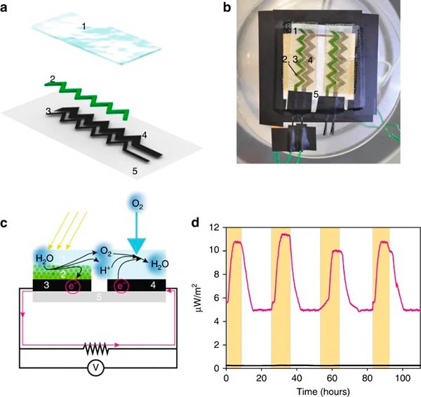 biofotoelectrodos de cianobacterias impresas