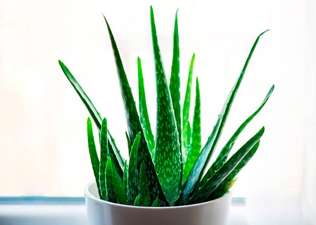 Aloe vera