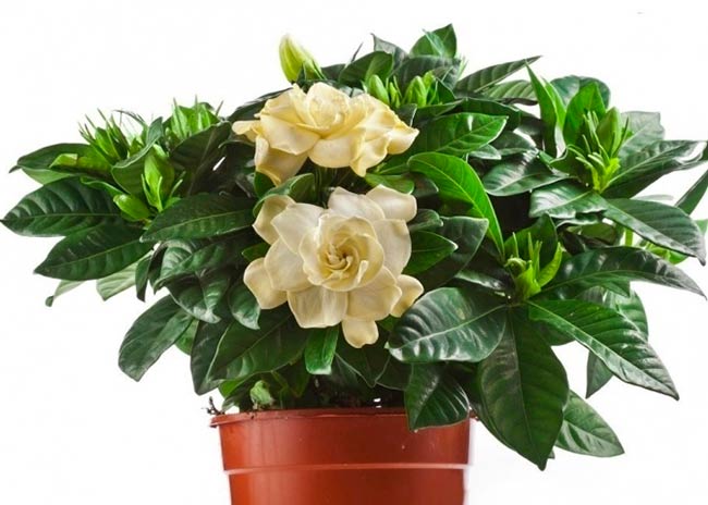 gardenia